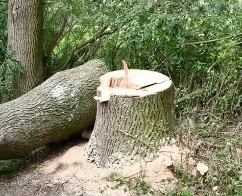 Śmiertelny wypadek przy wycince drzewa w powiecie radziejowskim