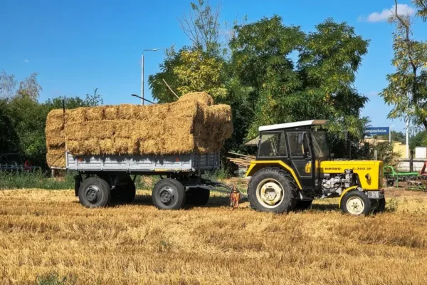 Dożynki Gminno-Parafialne w gminie Dobre – święto plonów i wspólnoty